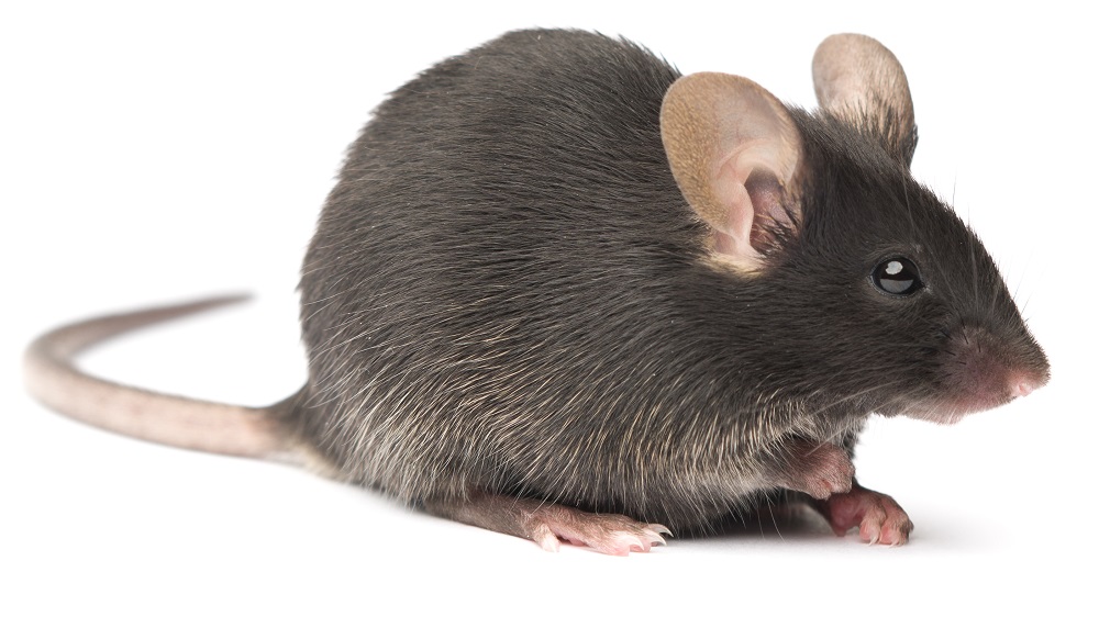 Anti-Aging CD38 Vaccine: Boosting NAD+ for Metabolism & Youth